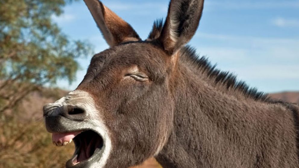 El pobre animal estaba solo en el medio de un campo. (Imagen ilustrativa)