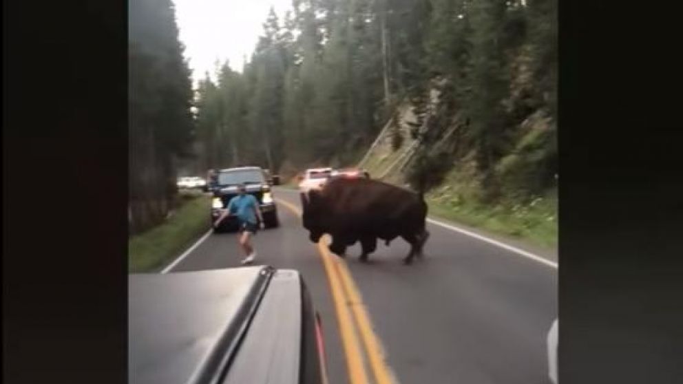 Provocó al animal.