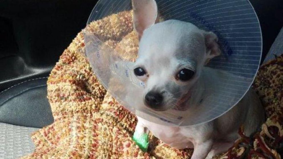 El perro pudo recuperarse.