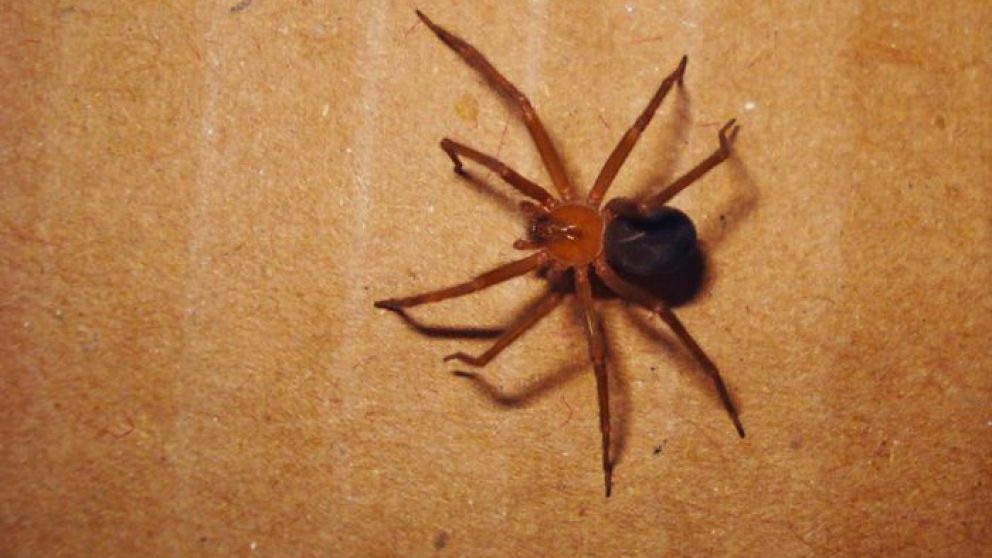 El veneno de esta araeneomorfa es letal en la mayoría de los casos.