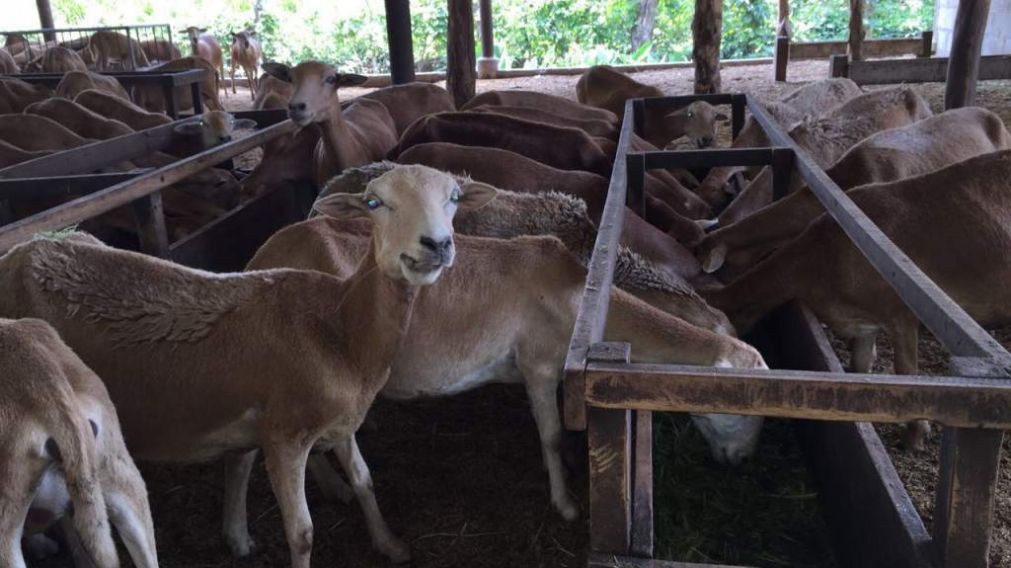 El dueño del establo encontró a los hombres en plena faena sexual.