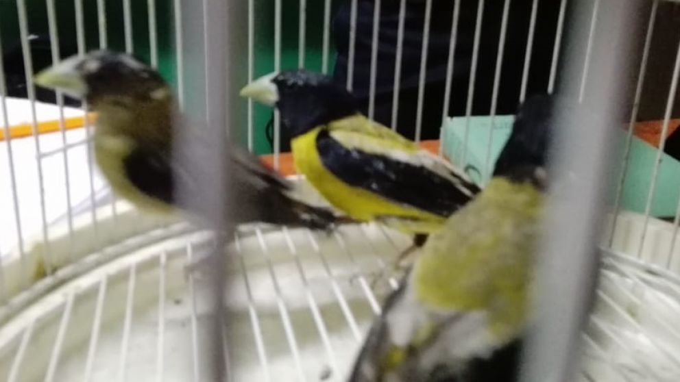 Algunos de los pájaros que resistieron el viaje y la incautación (Propefa).