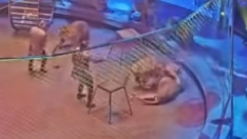 Susto en circo ruso durante feroz pelea entre tigre y león