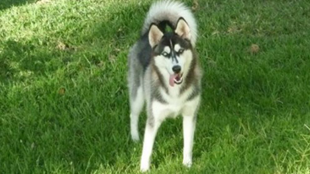 Un perro Siberiano fue víctima de una familia que no lo supo cuidar. (Imagen ilustrativa)