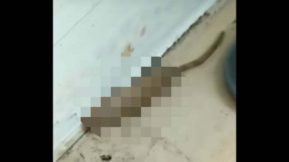 Mujer aterrada por "pene" baboso
