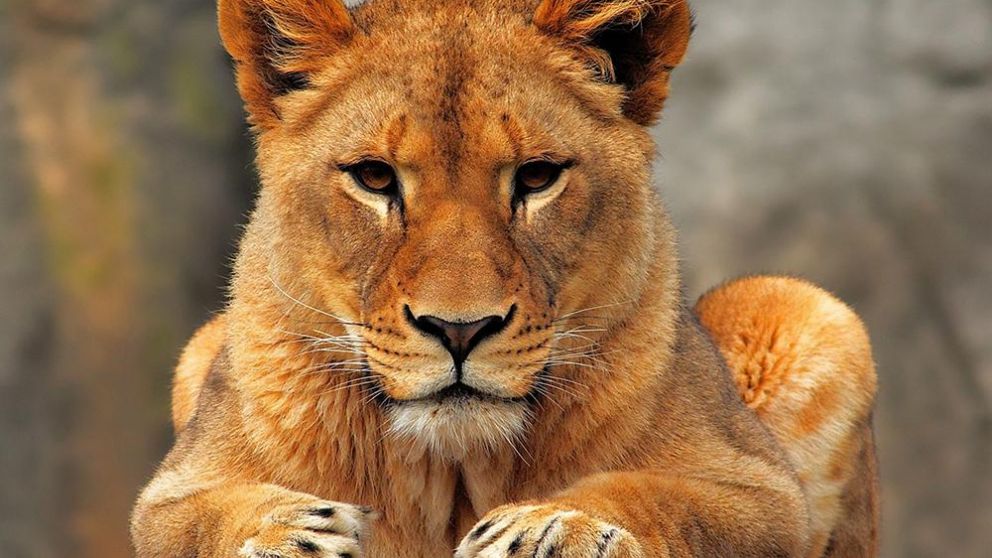 Millones de personas luchan para que los animales vivan en condiciones naturales.