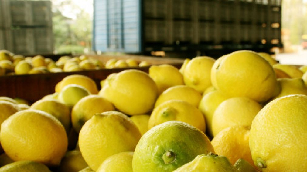 El precio del limón se multiplicó por 14,1 desde que sale del campo.