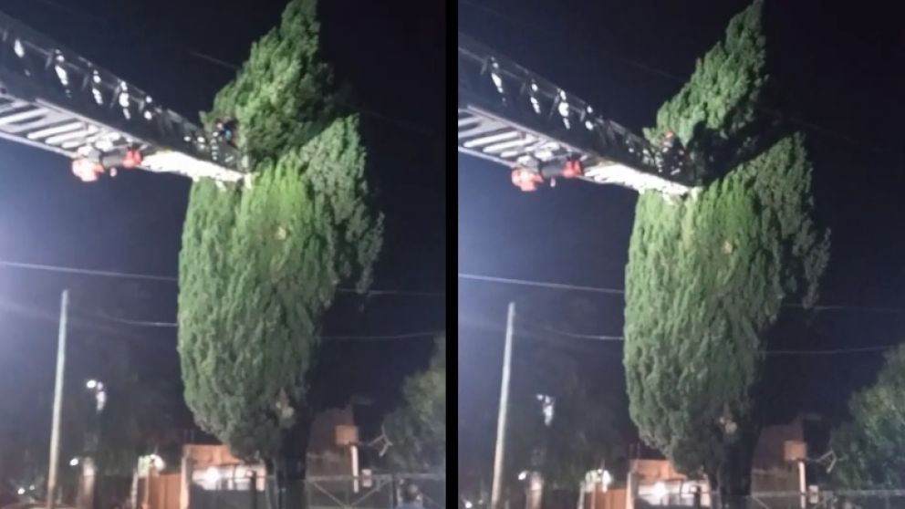 Angustia y final feliz: bomberos salvaron a un gato abandonado en Los Eucaliptos
