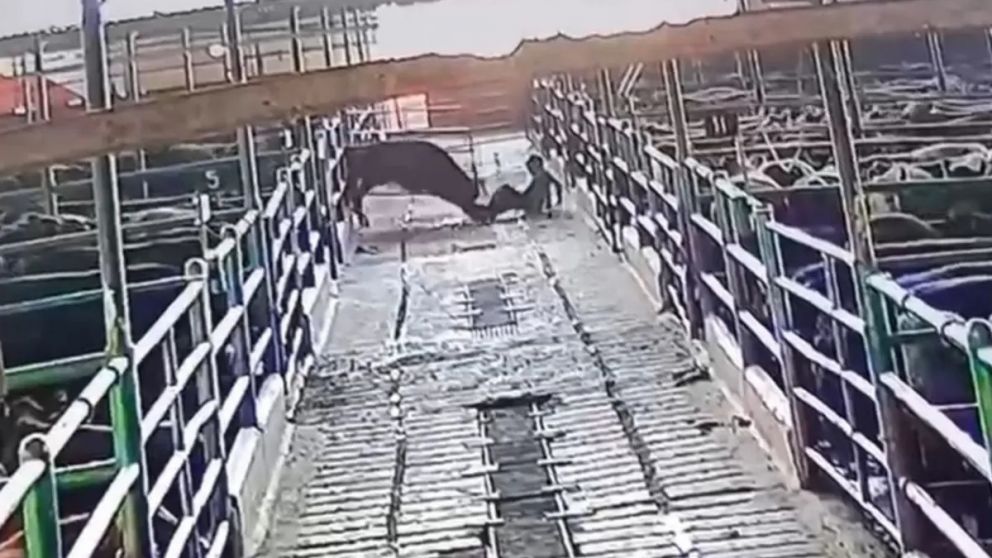Video impactante: vacuno se escapó del corral y atacó a un empleado en un frigorífico