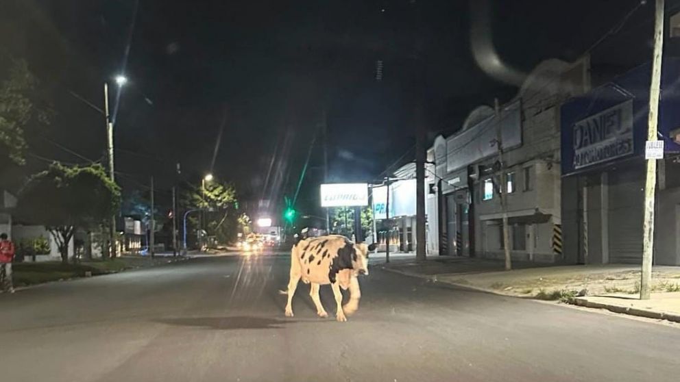 Sorpresa en Quilmes Oeste: una vaca apareci� en plena calle