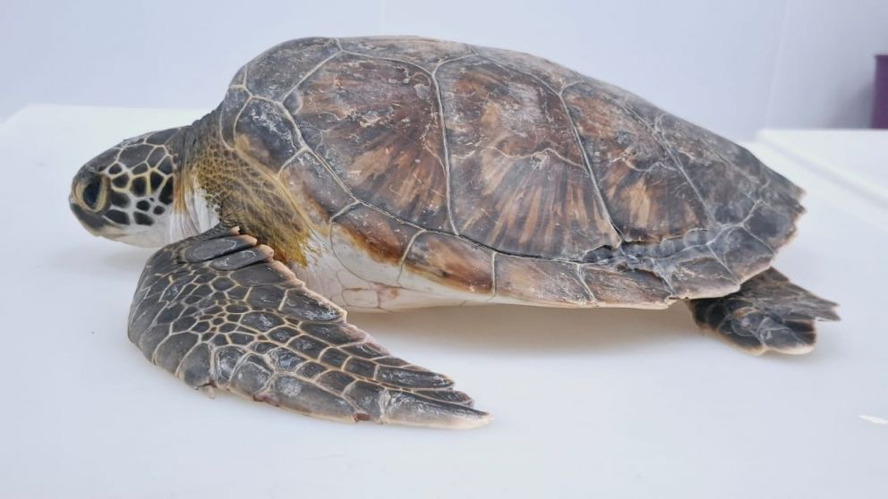 Ramona, la tortuga varada en La Ribera de Quilmes, volvió al mar tras su rehabilitación