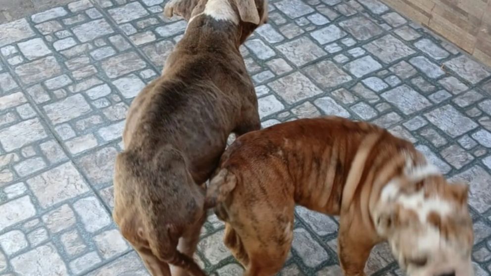 Maltrato animal: rescatan a cuatro perros y detienen a su dueña.