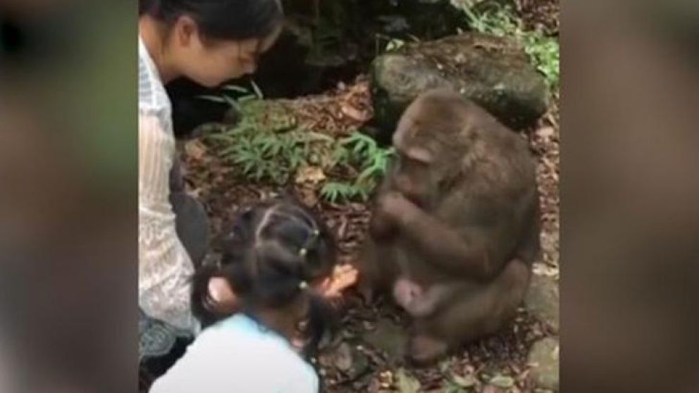 Mono enfureció y noqueó a nena que le daba de comer