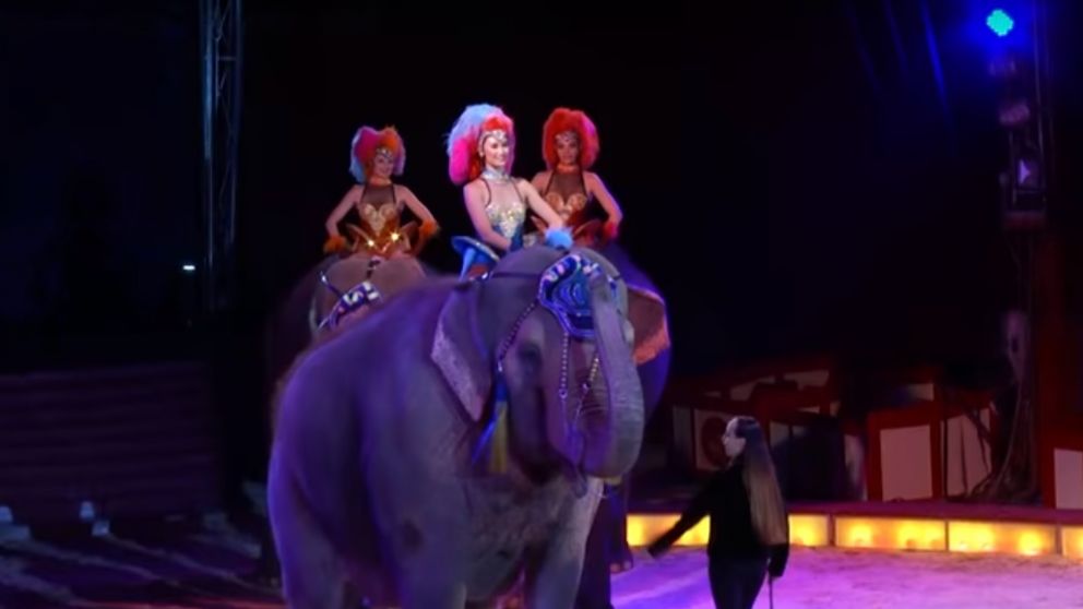 La jineta fue lanzada por el animal.(Captura de video).