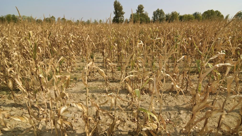 El cálculo, al momento de la siembra era de aproximadamente 54 millones de toneladas.