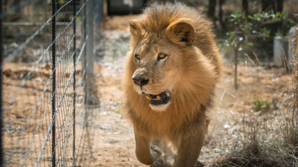 Los "reyes de la selva" defendieron a otros animales y mataron a los cazadores.