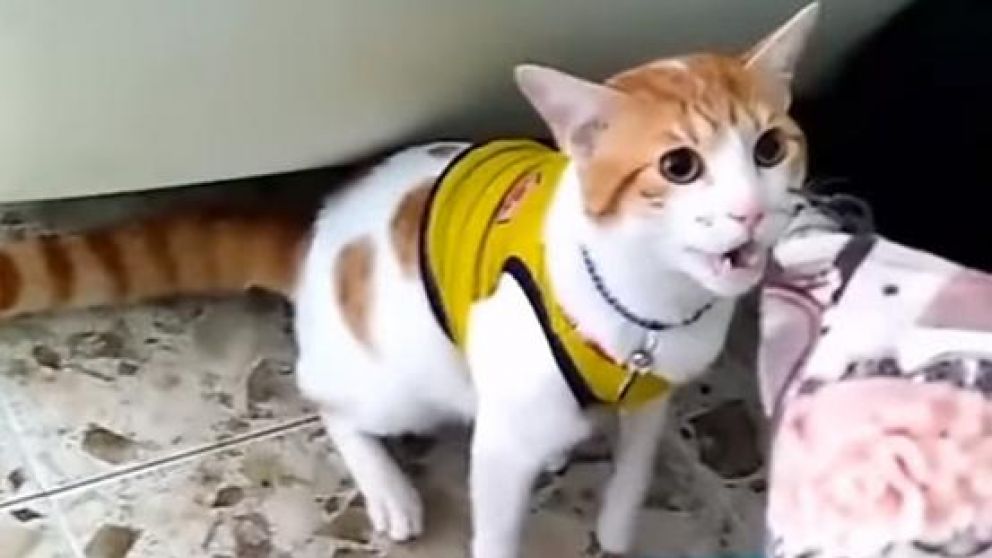 Furor por gato que grita los goles de Colombia