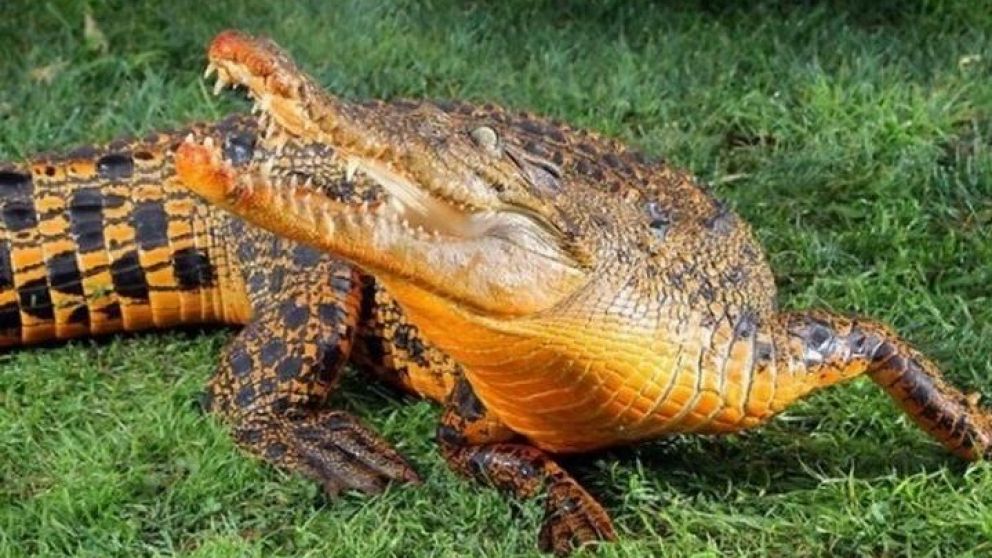 Cocodrilos naranjas: ¿mito o realidad?