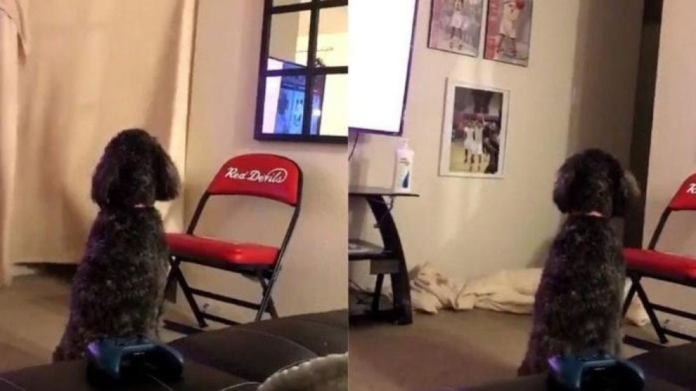 #WhatTheFluffChallenge: el reto viral que confunde a miles de perros