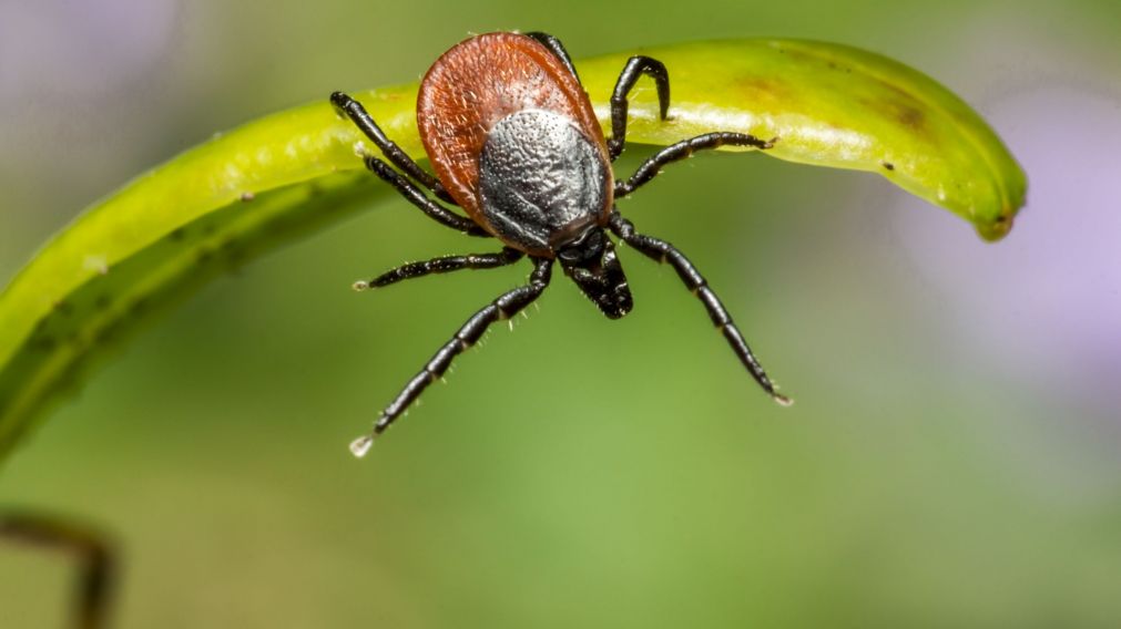 La planta que atrae garrapatas y es mejor no tener en casa