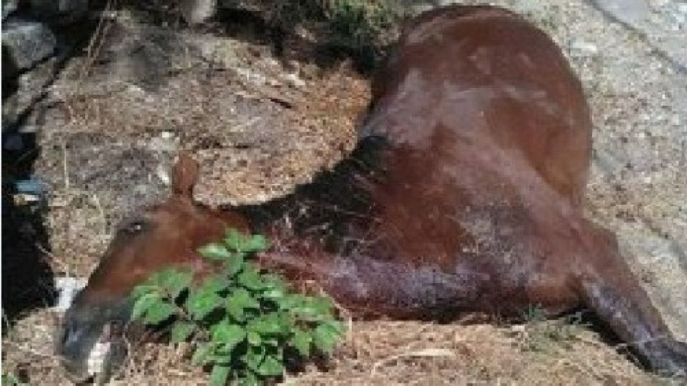 La yegua descuartizada. Su potrillo se salvó.