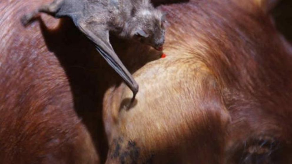 Más de 40 animales estarían afectados.