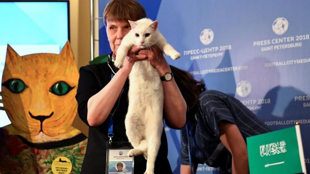 El gatito se inclinó por la comida cercana a la bandera rusa.