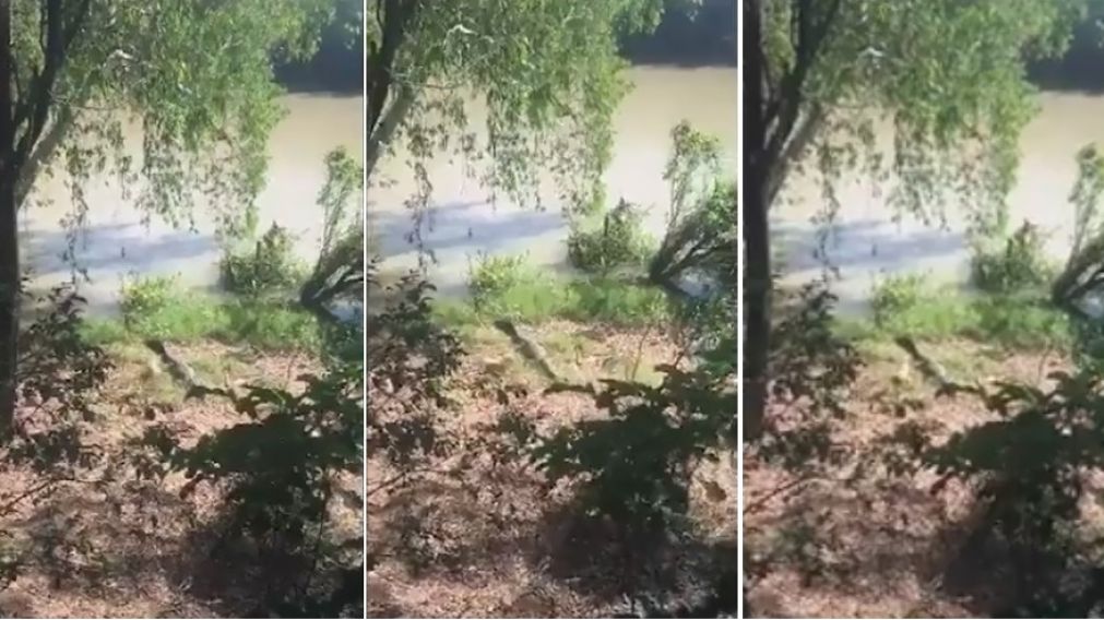 El cocodrilo no se apiadó del pequeño can. (Captura de video).