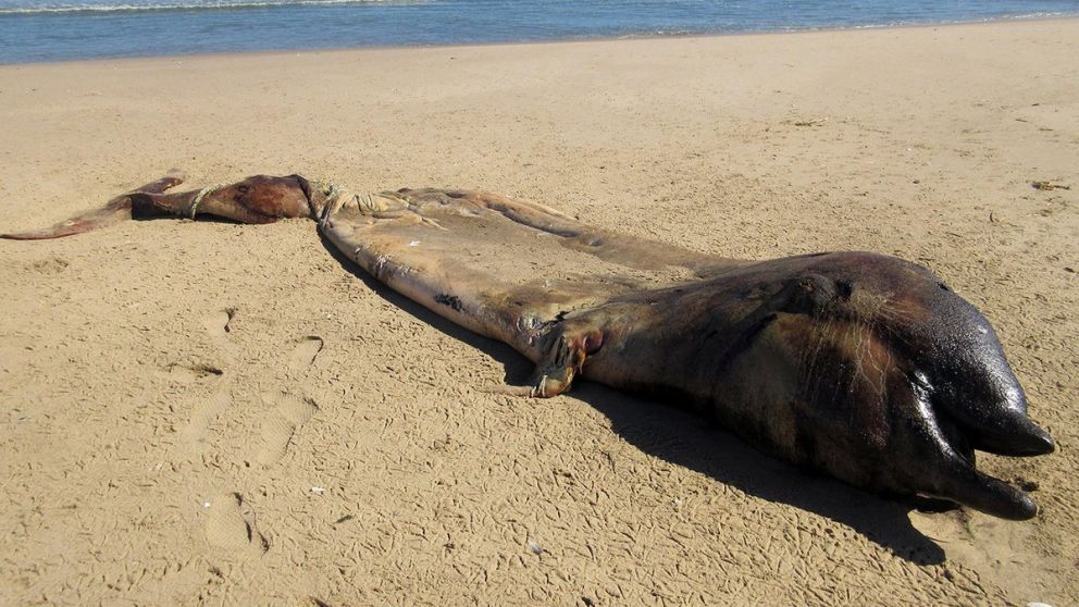 El extraño mamífero que apareció en la costa.