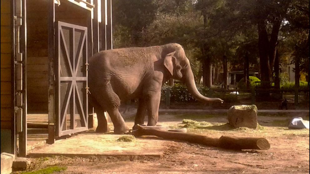 El paquidermo llegó al país hace más de medio siglo.