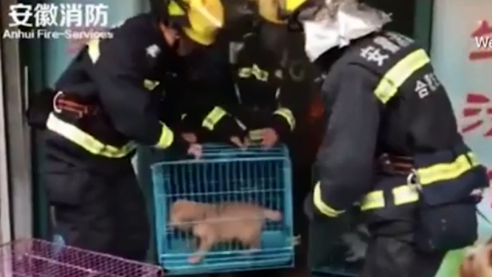 Así rescataron a los animales.