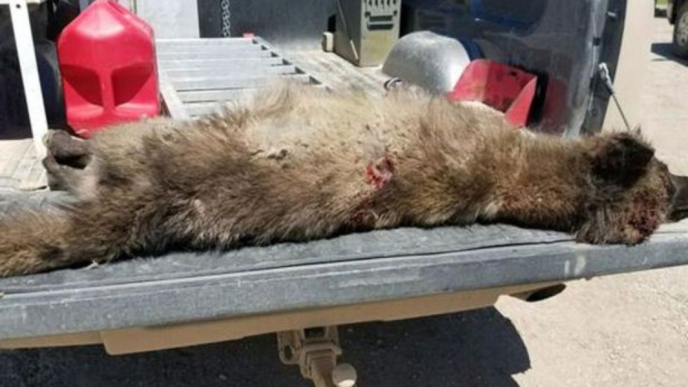 El enorme animal asustó a un granjero.