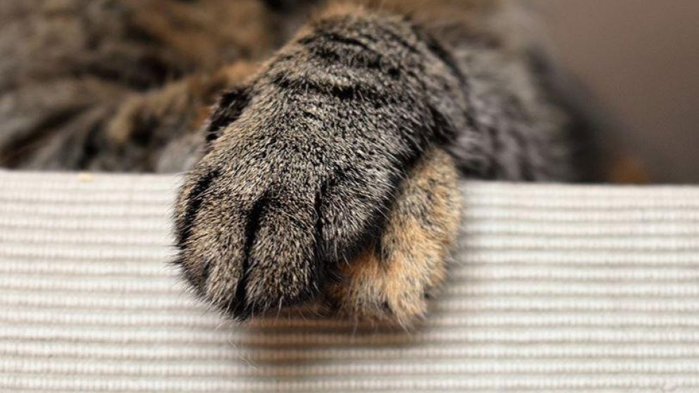 El gato sobrevivió al terrible ataque.