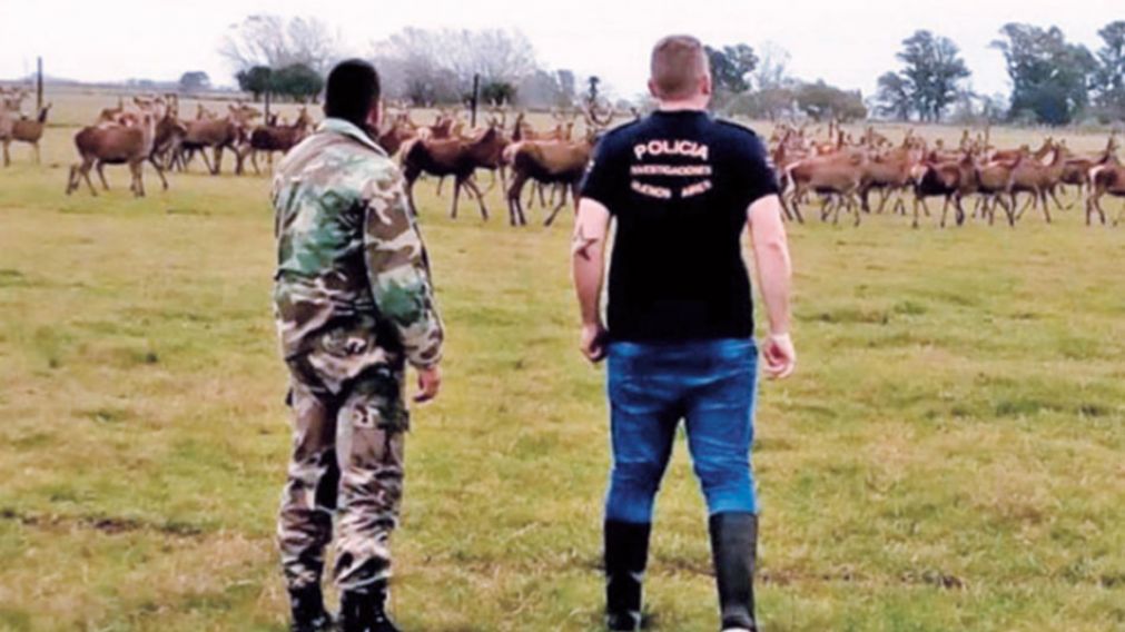 El propietario del campo no contaba con la habilitación para tenencia y crianza de animales.
