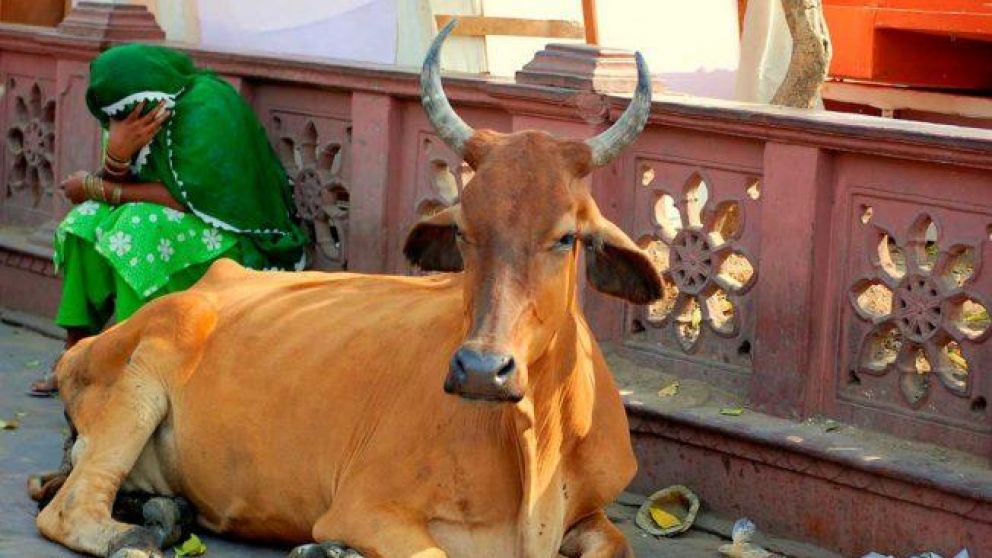 Las vacas son sagradas en India.