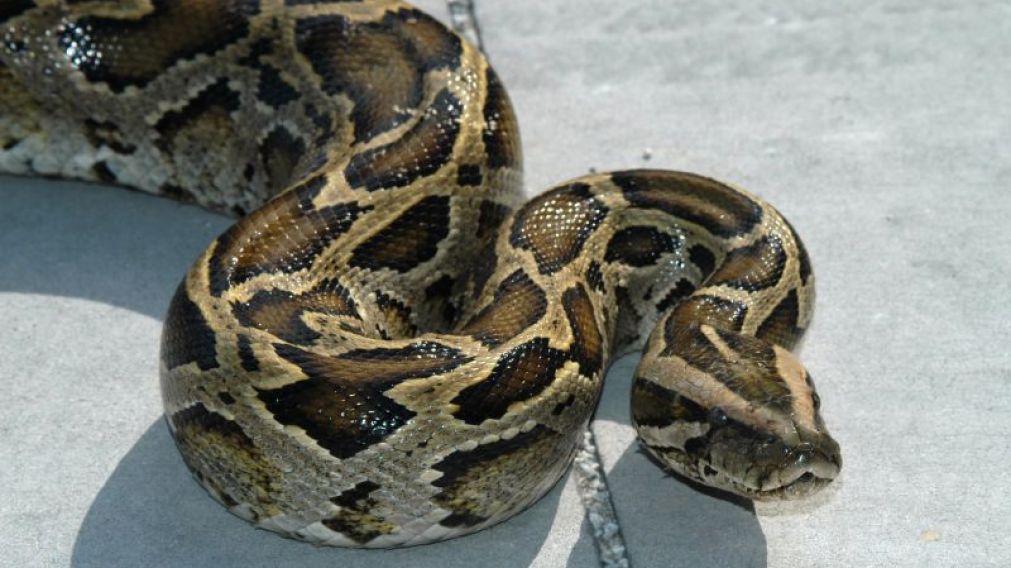 Este tipo de serpiente puede tragarse a una persona entera o estrangularla hasta matarla.