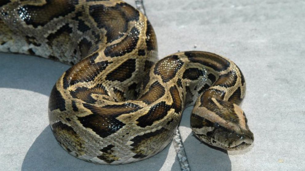 Este tipo de serpiente puede tragarse a una persona entera o estrangularla hasta matarla.
