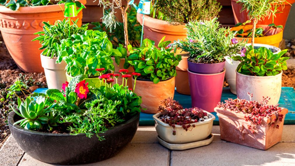 Cuál es la planta que hay que tener en casa para llamar al dinero y la buena suerte