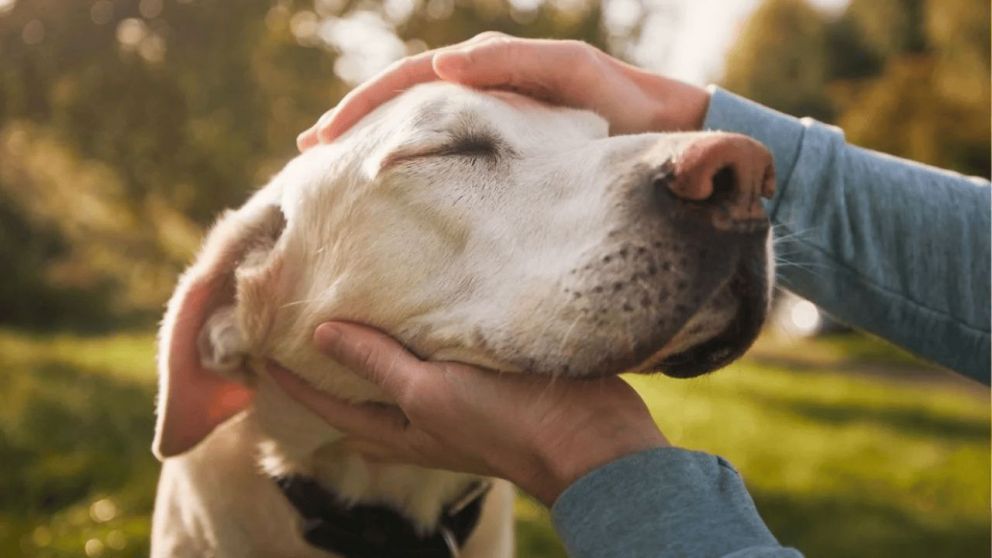 No es solo ternura: qué significa y que beneficios trae acariciar perros en la calle, según expertos.
