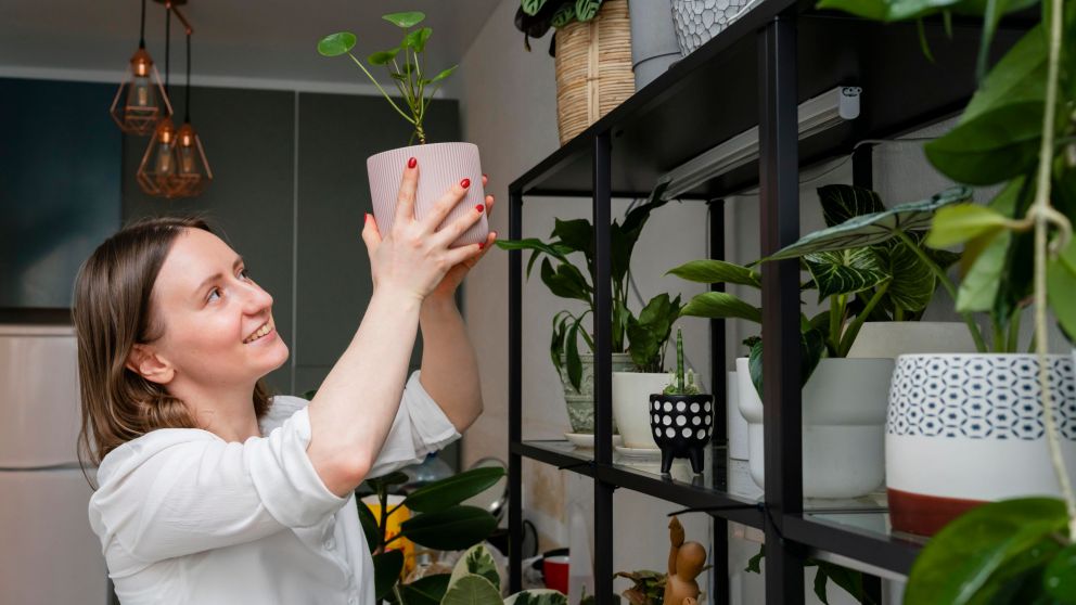 Plantas y Feng Shui: cu�les atraen prosperidad y cu�les conviene evitar en tu casa