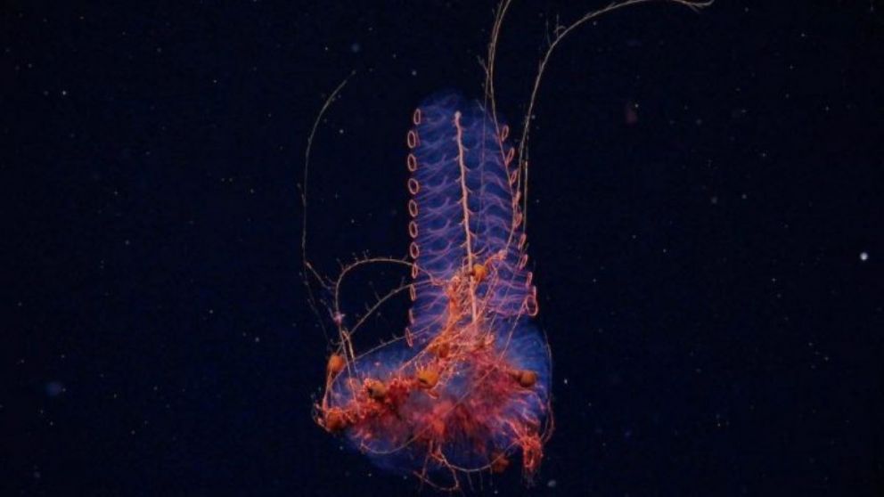 Un “sifonóforo” registrado a 1.250 metros de profundidad (Foto Conicet).