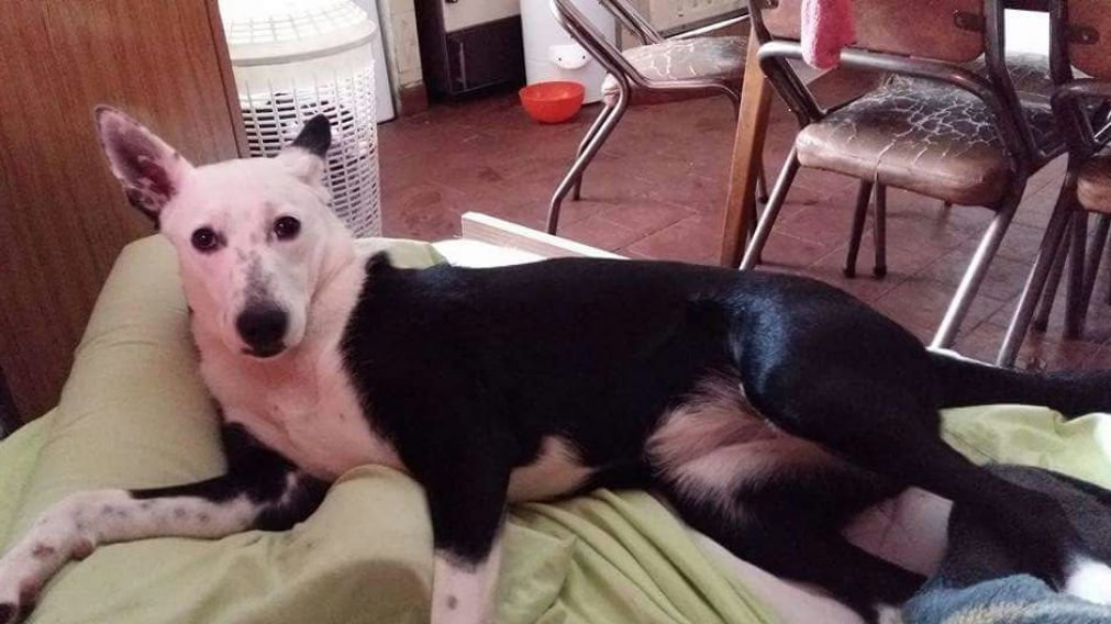 Lila quiere dejar la calle para recibir el amor de un nuevo dueño.