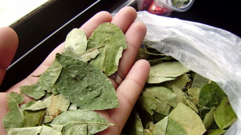 Con la forma de estas hojas, diseñaran las medallas para los ganadores. (Archivo)