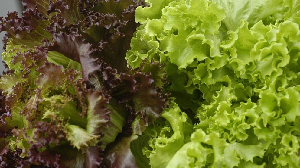Las lluvias convirtieron a la lechuga en un producto de lujo.