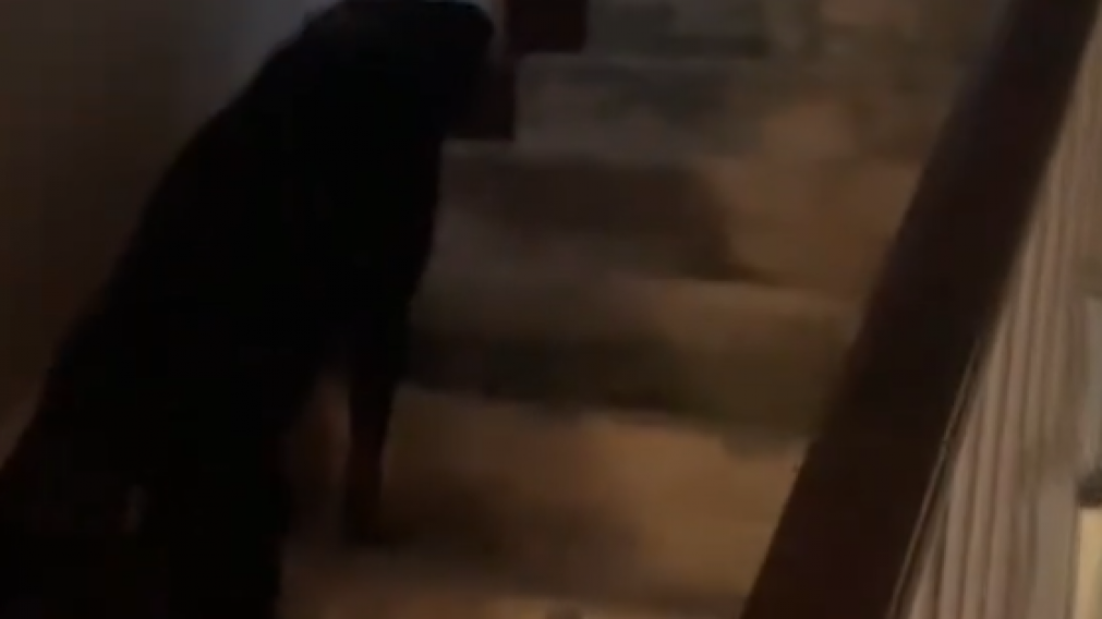 Una chica grabó el extraño comportamiento de su perro y descubrió una presencia paranormal (Captura video).