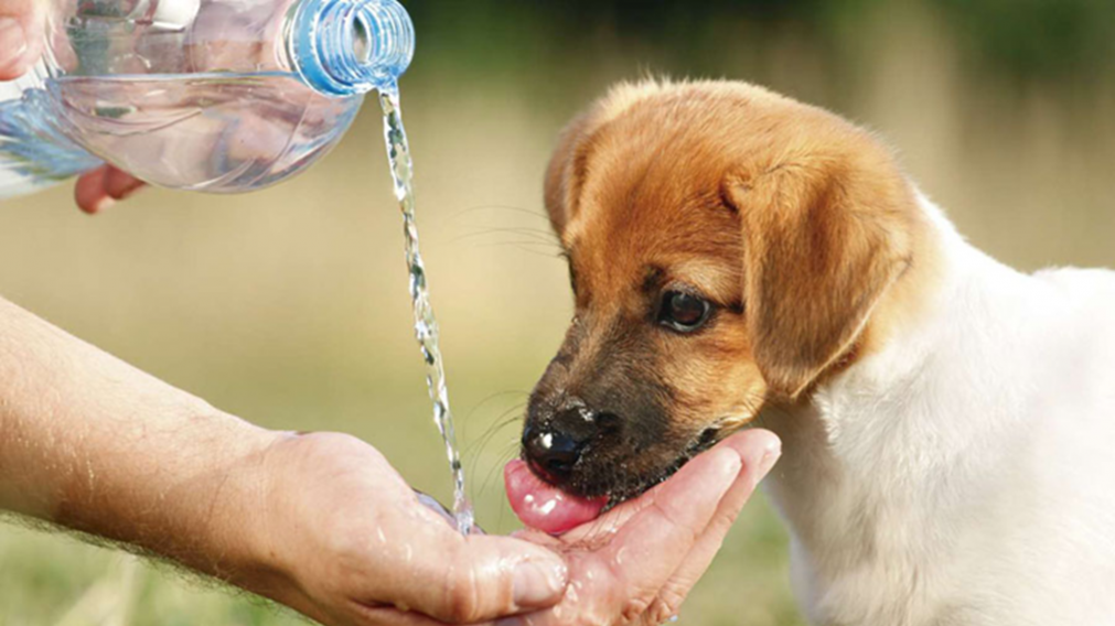 El método más práctico para evitar un golpe de calor en las mascotas.