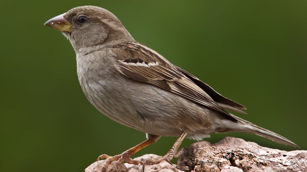"El gorrión es el pájaro que más le gusta andar entre lo humano" por Pedro Patzer