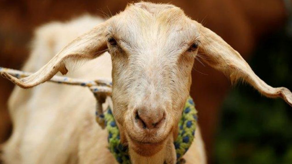 El animal ya hab�a acertado otros dos pron�sticos.