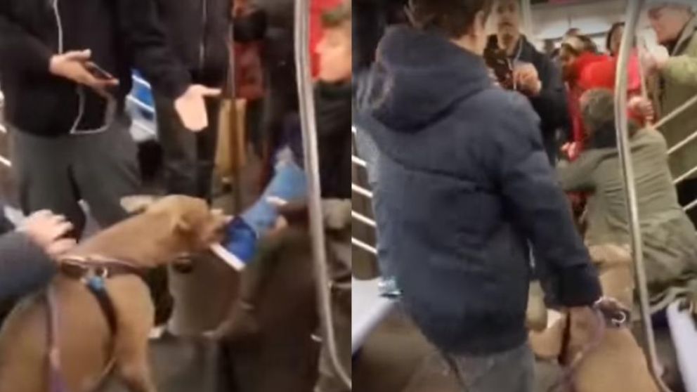 Una vez terminado el incidente, dueño del perro le tiro la zapatilla a la víctima.