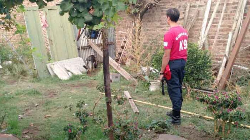 Los perros buscaron en los fondos de la propiedad.